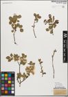 Foto von Salix myrsinifolia Salisb.